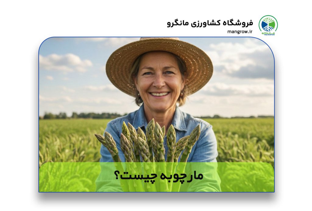 گیه مارچوبه چیست؟