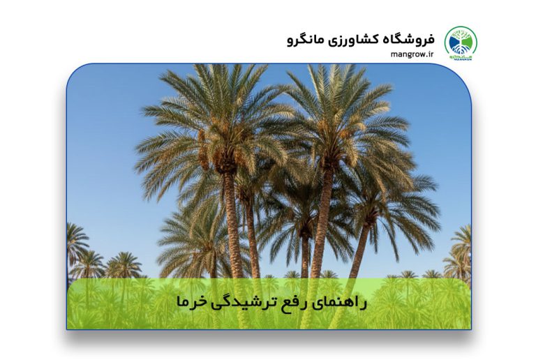 مدیریت جامع پوسیدگی و رفع ترشیدگی خرما