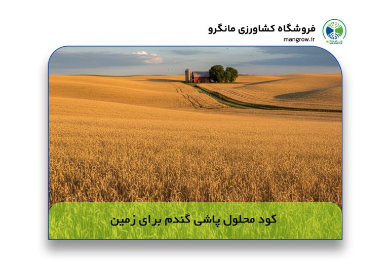 کود محلول پاشی گندم؛ تکنیک افزایش 30 درصدی تناژ و کاهش هزینه‌ها 