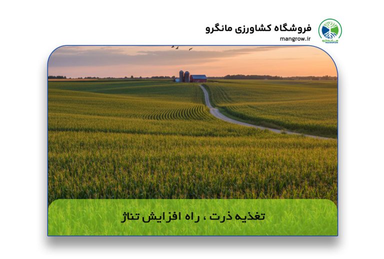 تغذیه ذرت؛ نقشه راه افزایش تناژ از کاشت تا برداشت